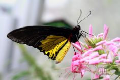 Butterfly Farm @ Cameron Highlands