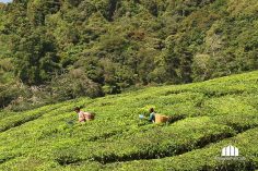 เที่ยวไร่ชา BOH Tea Plantations @ Cameron Highlands