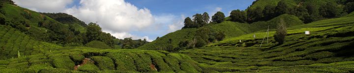 Boh Tea Plantation (Cameron Highlands)