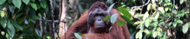 Semenggok Orangutan Rehabilitation Centre